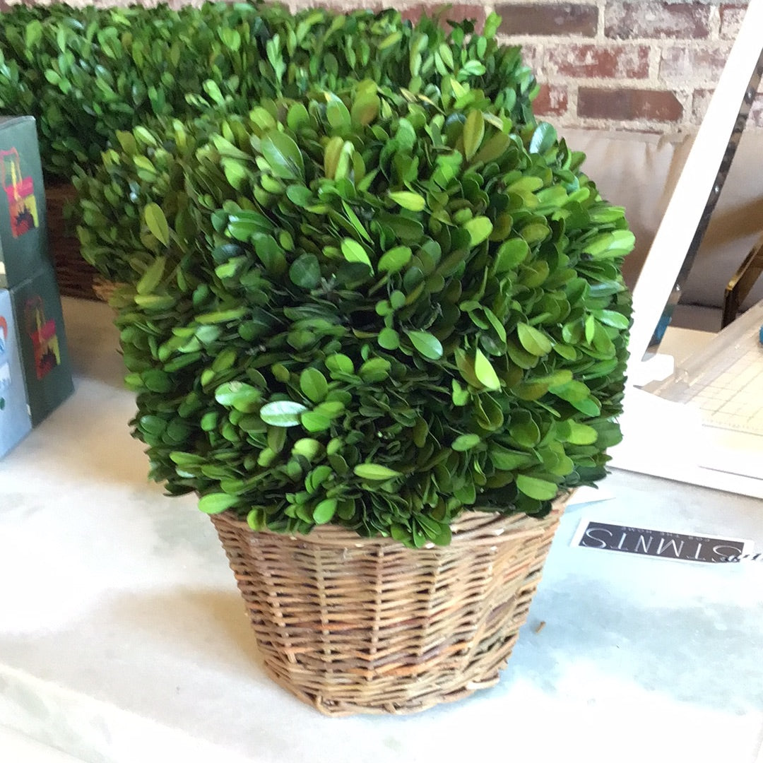 Round boxwood hedge