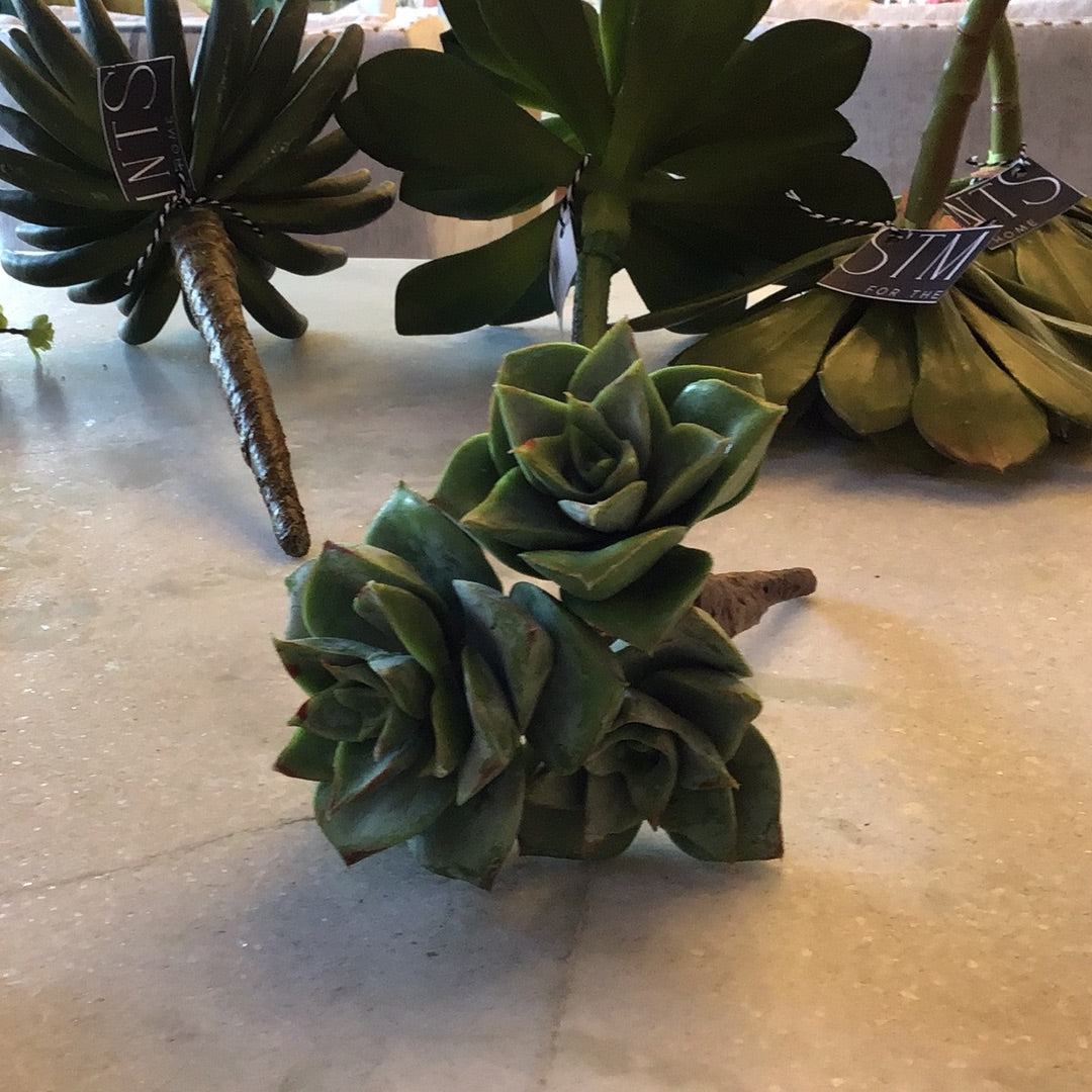Air Plant
