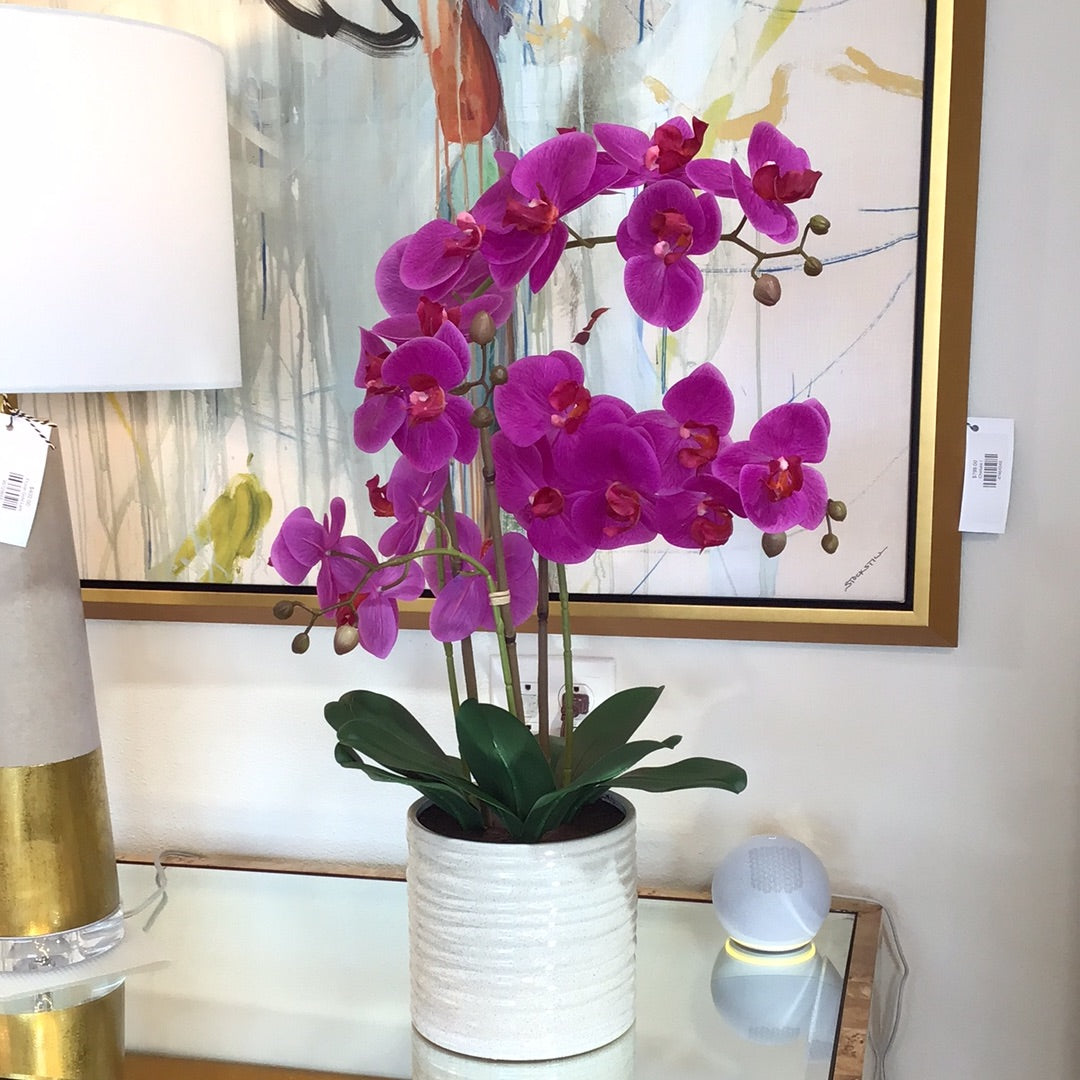 Fuchsia orchid