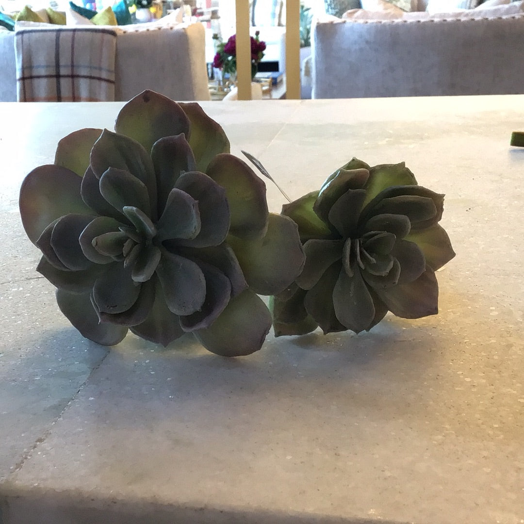 Rosette Succulent