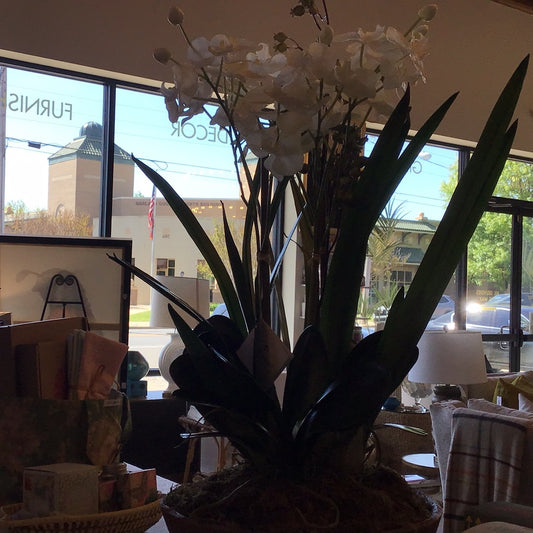 Moth Orchid Planter