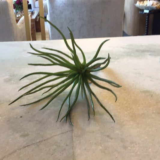 Succulent