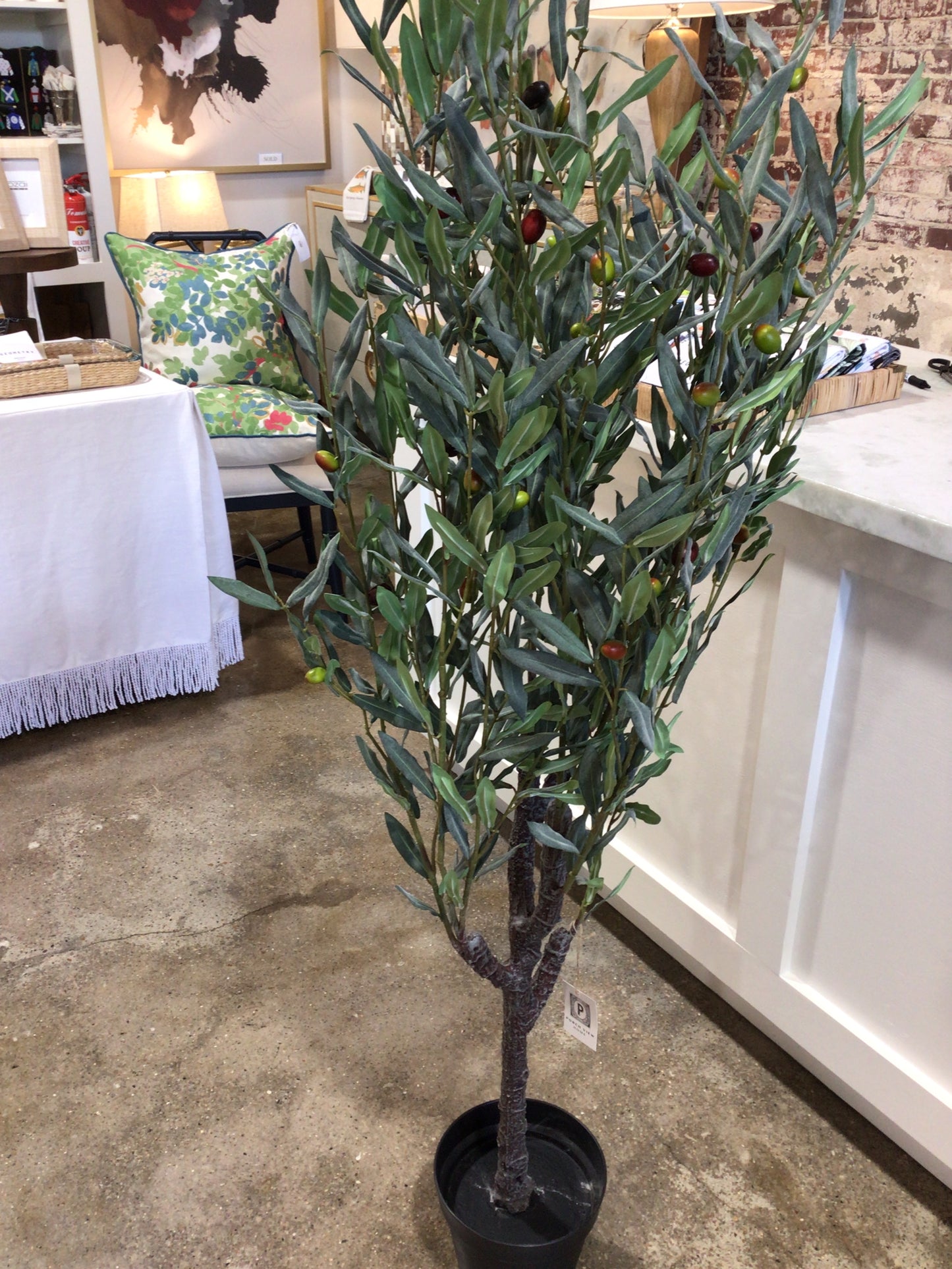 67” Greek Olive Tree