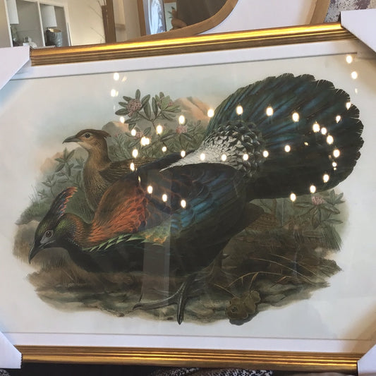 Pheasant from Gould’s Birds Of Australia III