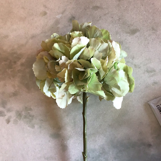 Green hydrangea stem
