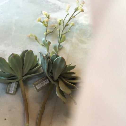 Succulent