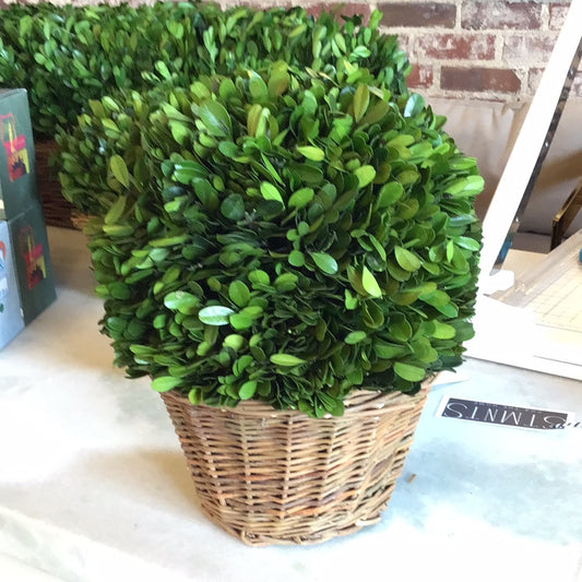 Round boxwood hedge