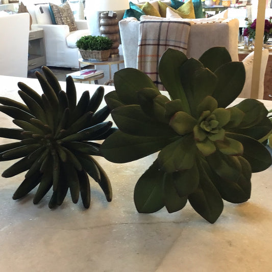 10.5 Echeveria
