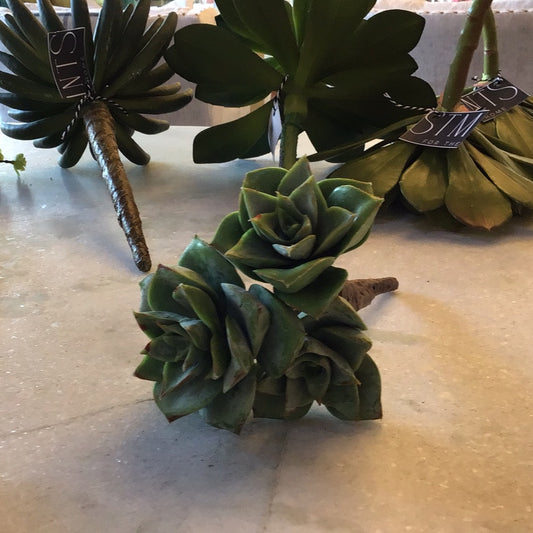 Air Plant