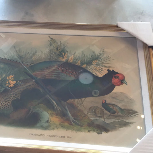 Pheasant From Gould’s Birds I