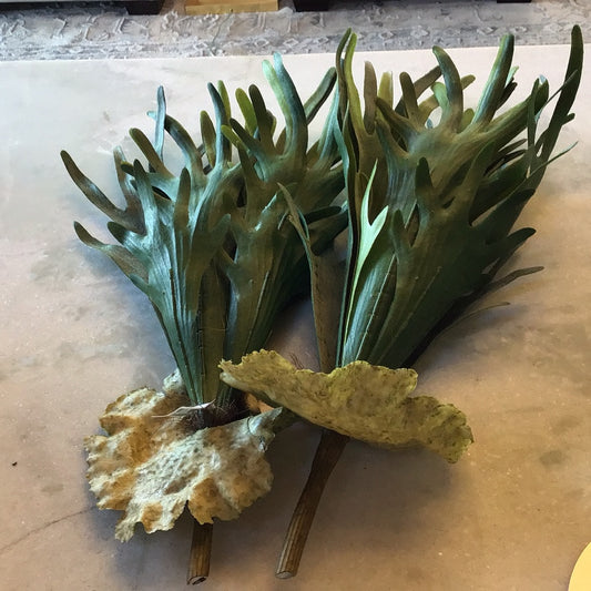 19” Staghorn fern bush