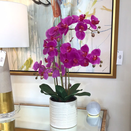 Fuchsia orchid