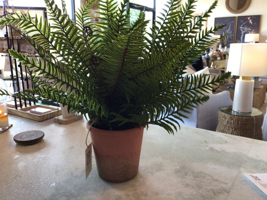 Conservatory Fern