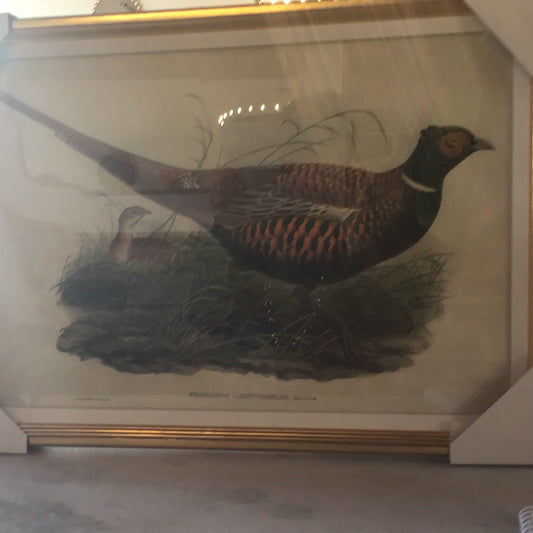 Pheasant from Gould’s Birds of Australia II
