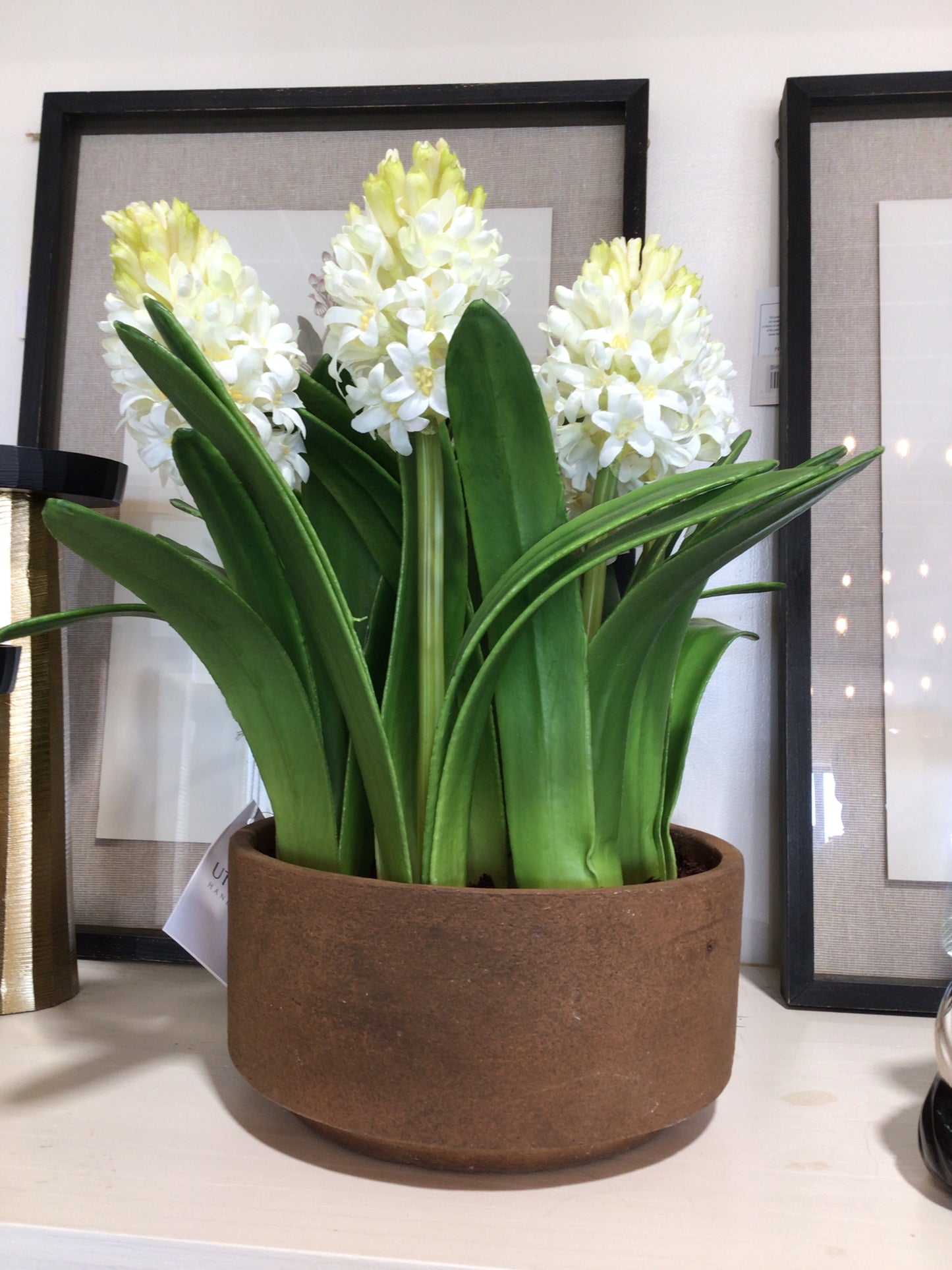 Dotted Hyacinth