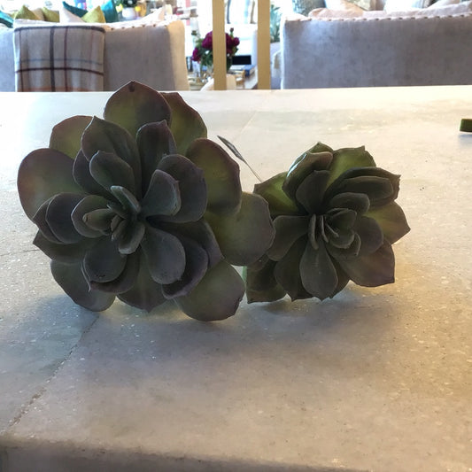 Rosette Succulent