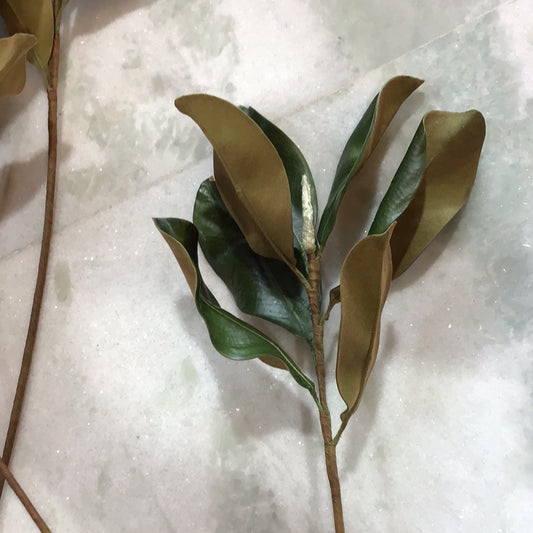 Magnolia leaves