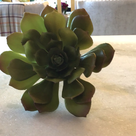 Echeveira Elegana 7”