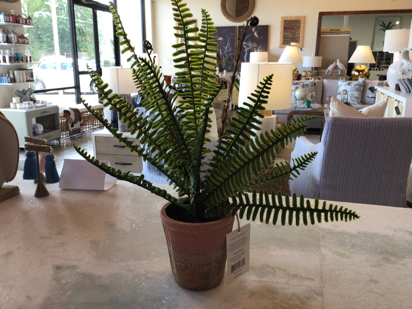 Potting Shed Fern Collection