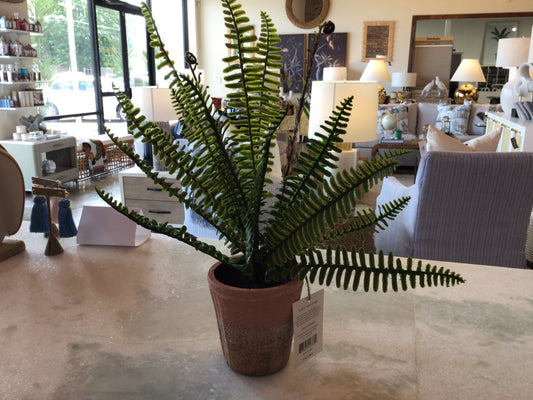 Potting Shed Fern Collection
