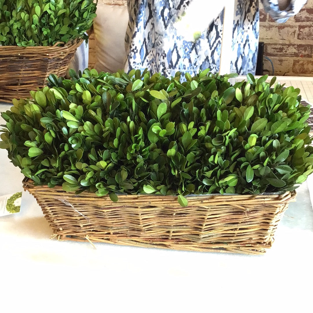 Boxwood hedge medium