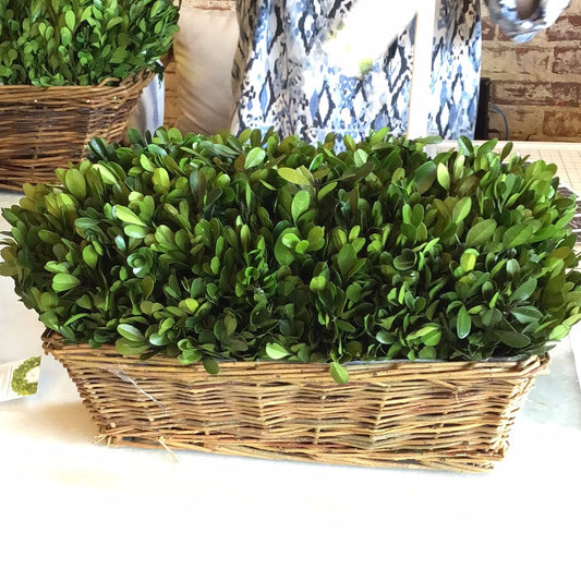 Boxwood hedge medium