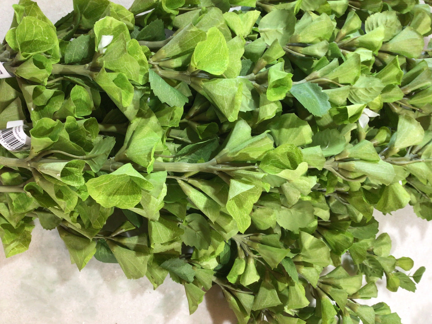 Bells of Ireland Stem